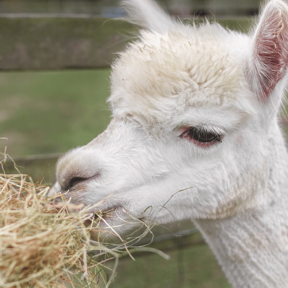 Voor alpaca's