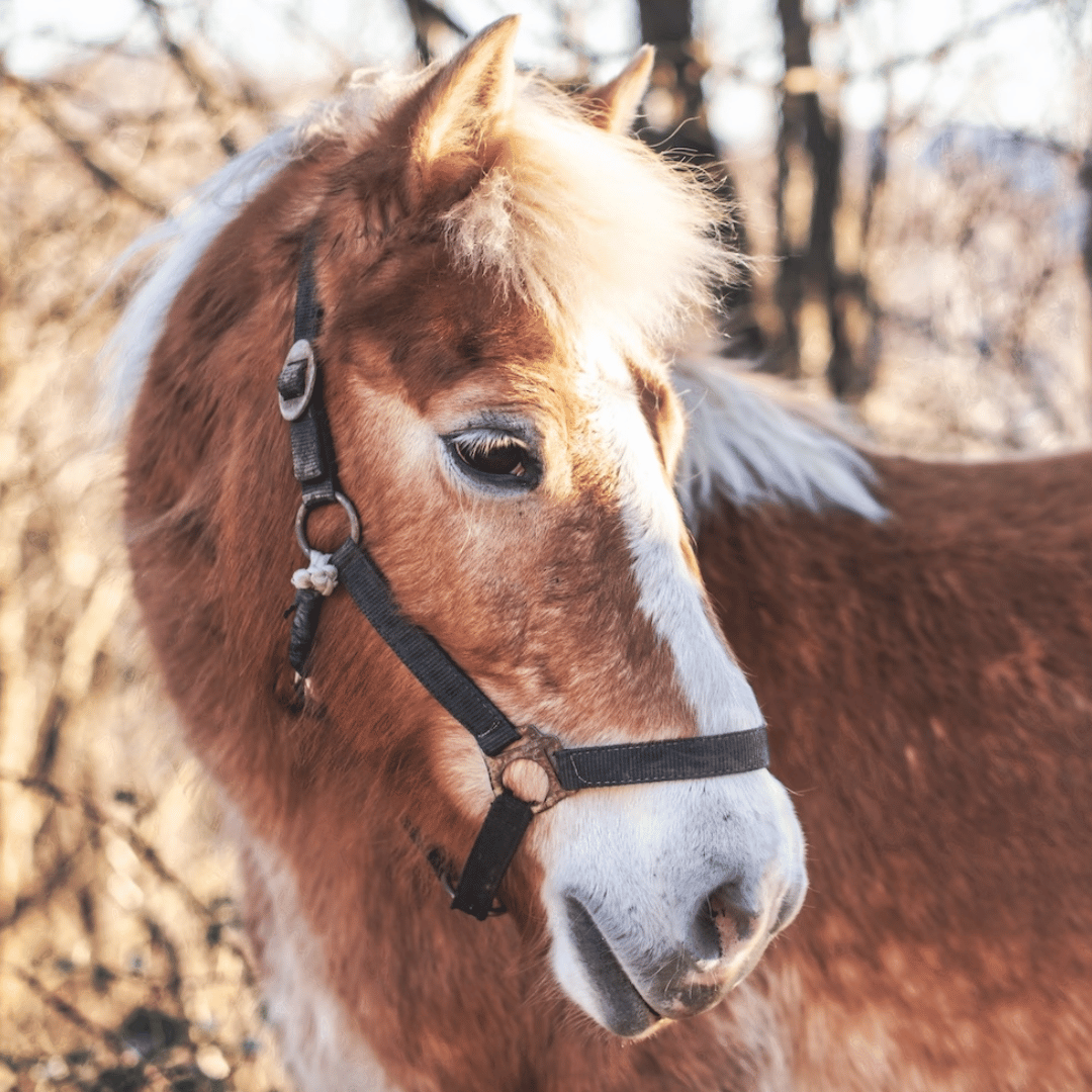Voor suikergevoelige paarden